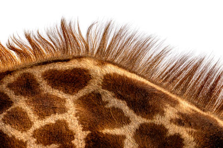 Hair-Raising