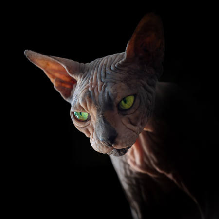 Sphynx