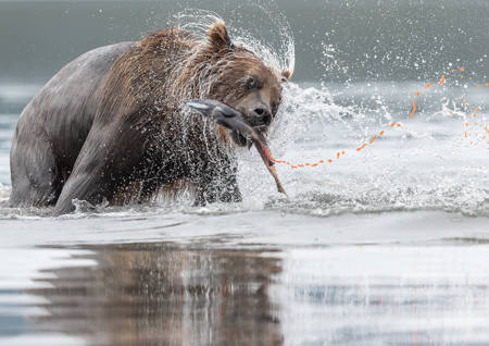 Kamchatka Brown Bear Fishing