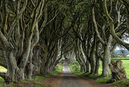 The Dark Hedges