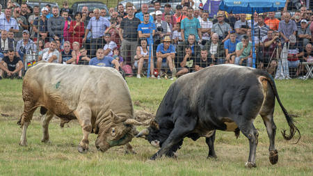 Bosnian Bull Fightning