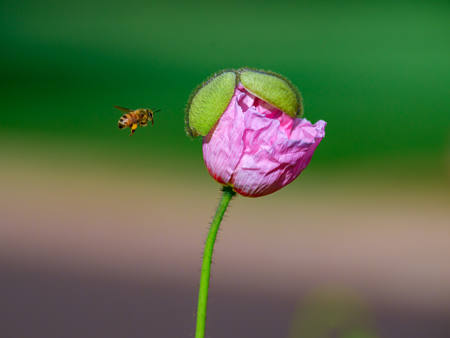 Honey Here I Come