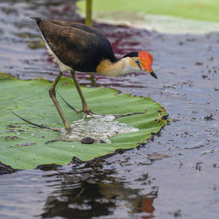 Jacana