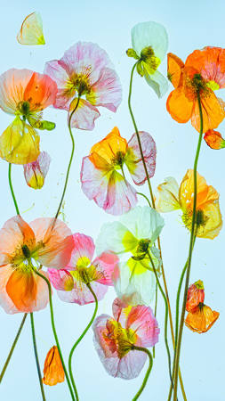 Popped Poppies