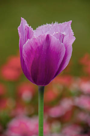 Fringed Tulip Portrait
