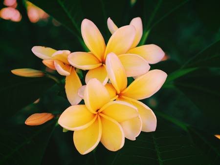 Aztec Gold Plumeria