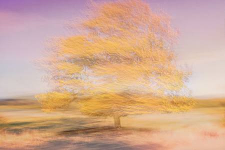 Autumn Beauty