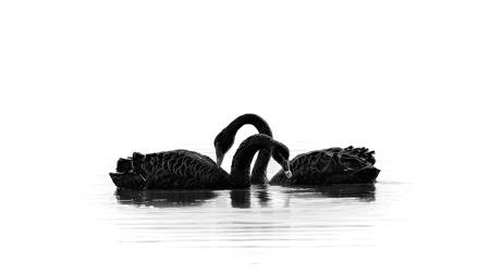 Silhouettes On Snow Water
