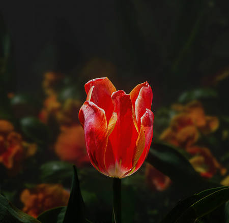 The Opening Glow