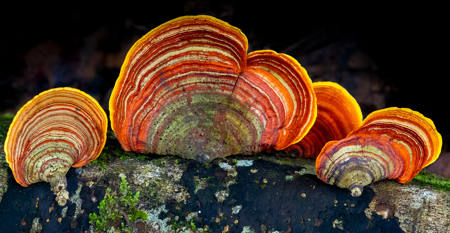 Curtaintail Fungi