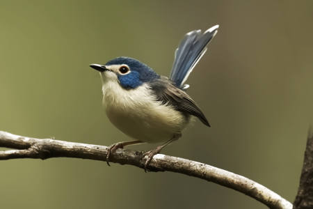 Lovey Fairy Wren Wangetti Trail,