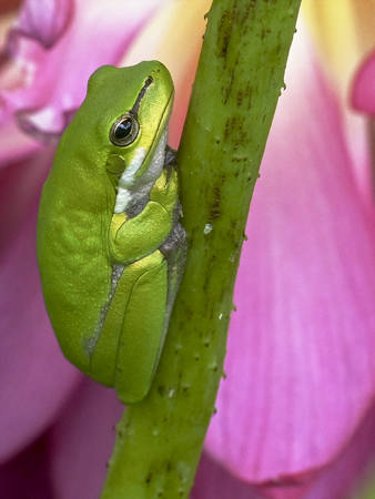 Zaba Frog