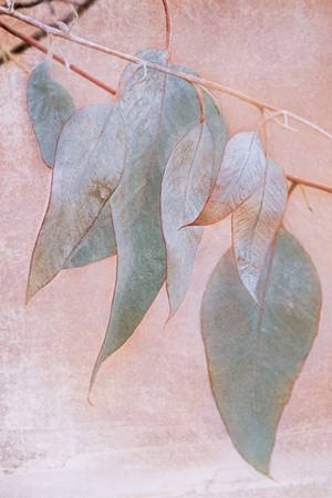 Painterly Gum Leaves