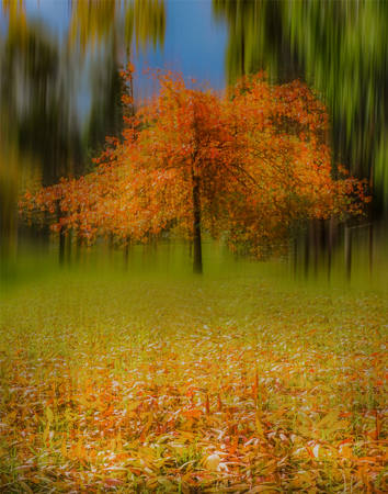 THE GLADE 1