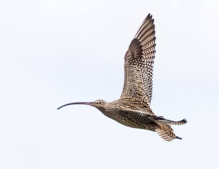 Far Eastern Curlew