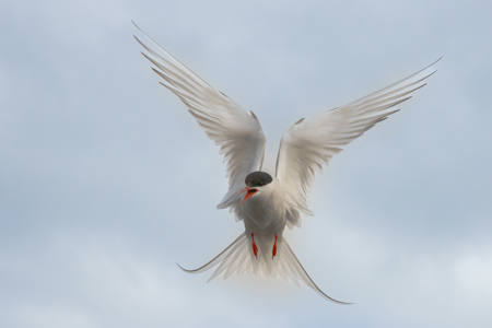 Angel Wings