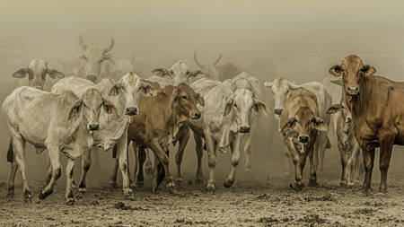Cape Muster