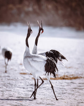Dancing Red Crown Cranes Japan -2