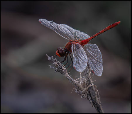 Dragonis Flyis
