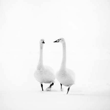 Strolling In The Snow-2