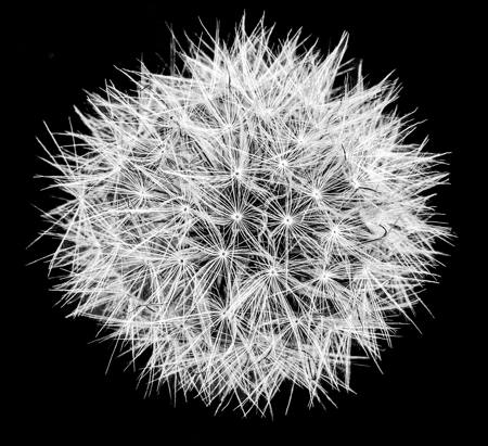 Snowball