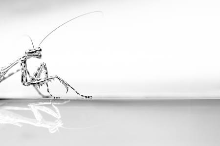 Mantis Reflection