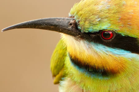 My Mate Bob