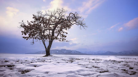 Hokkaido Lone Tree-3