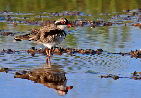 Dotterel Reflection