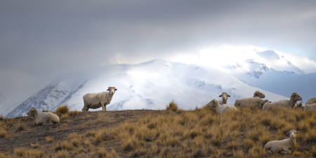 A View Baaah None