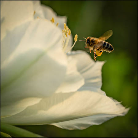 Bee Laiden