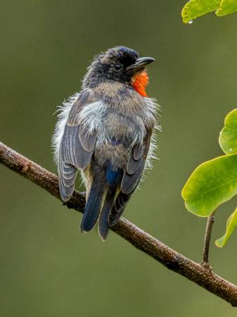 Mistletoebird Chick