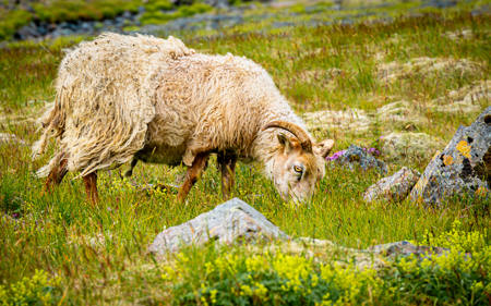 Icelandic Spring