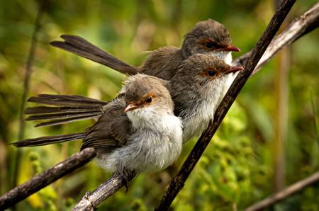 Young Fairy Wrens