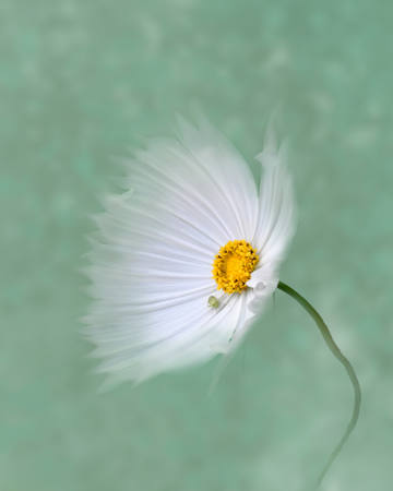Morning Cosmos