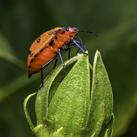 Harlequin Female Posing