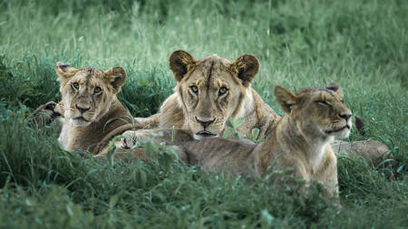 Lioness And Cubs-13