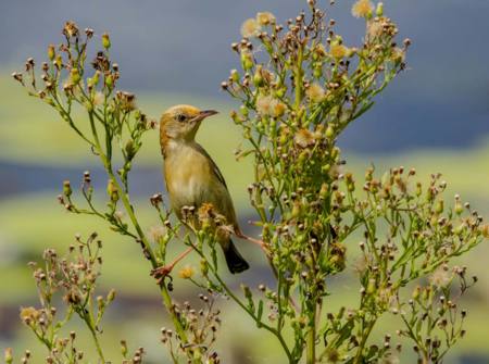 Cisticola