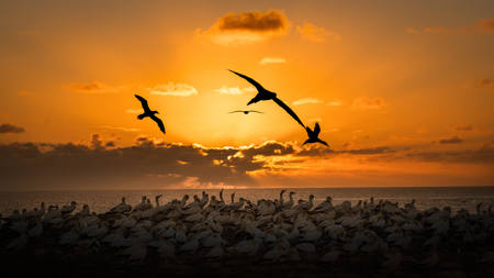 Gannets At Sunrise-6