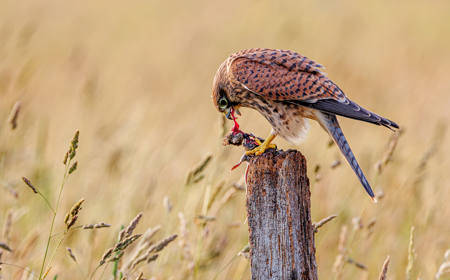 Kestral On The Feeding Post