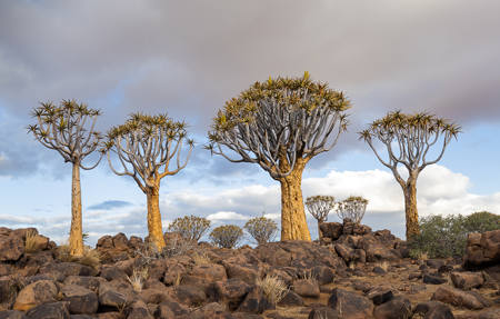 Quiver Tree Forest