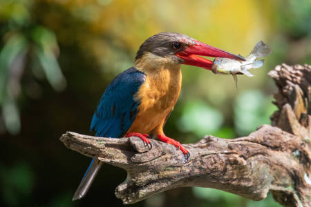 Kingfisher With Fish