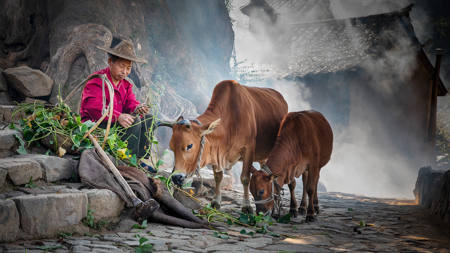 The Cattle Herder