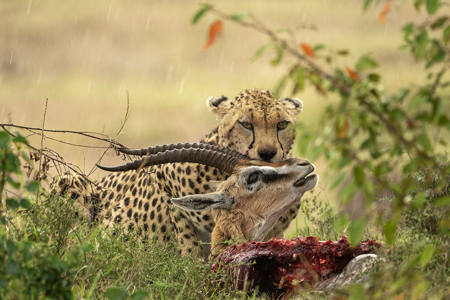 Lunch In The Rain
