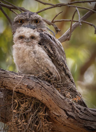 Tawny Frogmouth Stare
