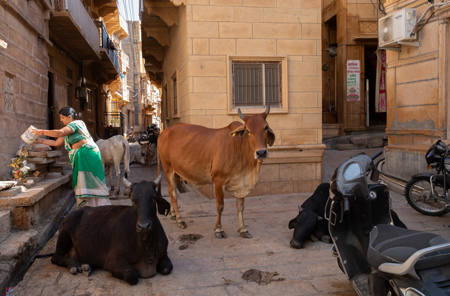 Bovine Traffic
