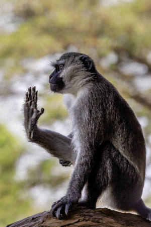 HI 5