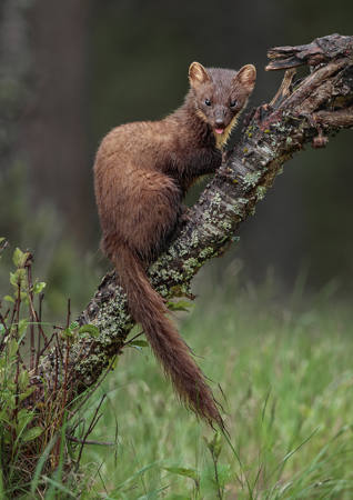 Wet Pine Marten