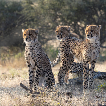 Siblings On Watch