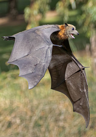 Angry Bat
